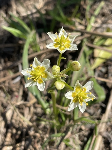 Zygadenus fremontii (Toxicoscordion fremontii)