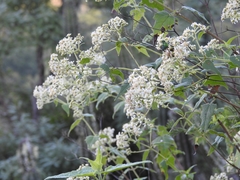 Montanoa tomentosa