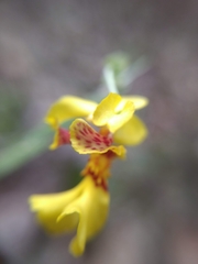 Lockhartia oerstedii