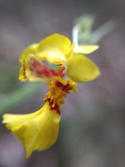 Lockhartia oerstedii