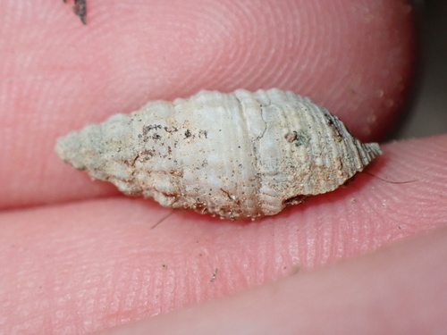 Risso's Cerith (Thericium lividulum)