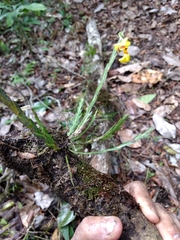 Lockhartia oerstedii