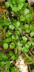 Azorella hookeri