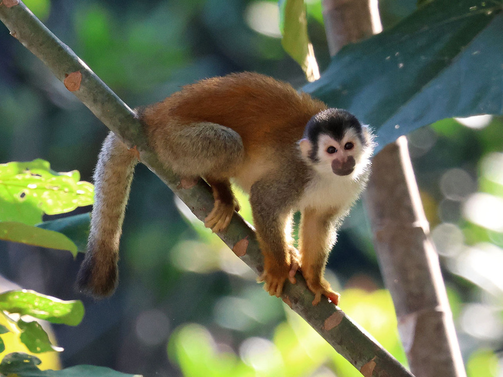Central American Squirrel Monkey