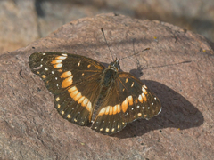 Chlosyne lacinia crocale