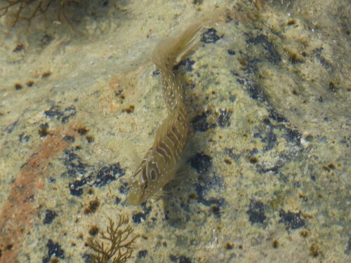 Peacock Blenny (Salaria pavo)