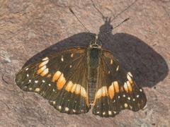 Chlosyne lacinia crocale