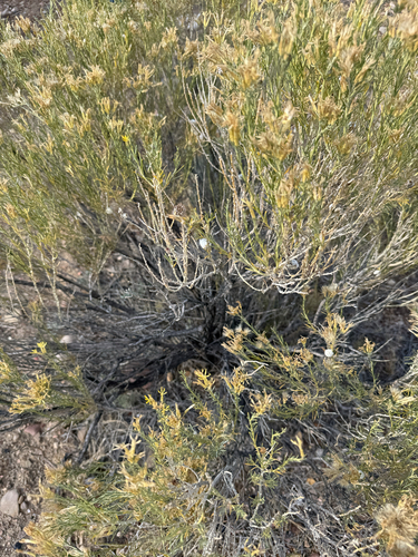 Unknown species found near Escalante, UT, US