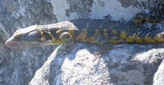 Pseudocordylus microlepidotus microlepidotus