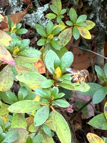 Unknown species found near Maynard Park, Delbarton, WV, US
