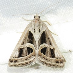 Callistege intercalaris