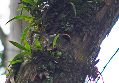 Atlapetes leucopterus