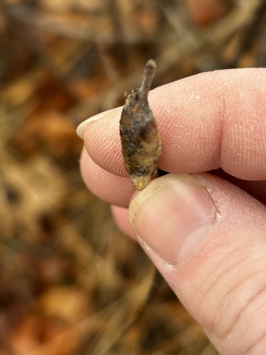 Unknown species found near Lake County, US-IL, US