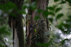 Atlapetes leucopterus