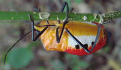 Catacanthus carrenoi
