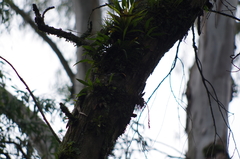 Atlapetes leucopterus