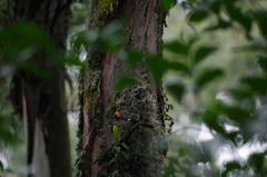 Atlapetes leucopterus