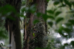 Atlapetes leucopterus