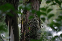 Atlapetes leucopterus