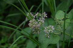 Aristeguietia lamiifolia