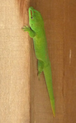 Phelsuma grandis