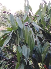 Cavendishia pubescens