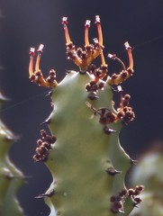 Euphorbia neriifolia