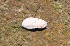 Coelostomidia zealandica