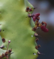 Euphorbia neriifolia