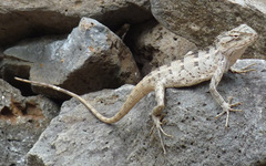 Calotes versicolor