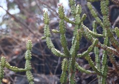Euphorbia neriifolia