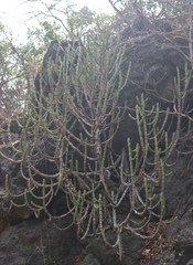 Euphorbia neriifolia