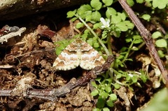 Enchoria lacteata