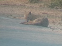 Canis aureus indicus