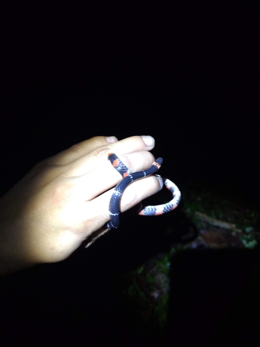 Mesa Central Earth Snake