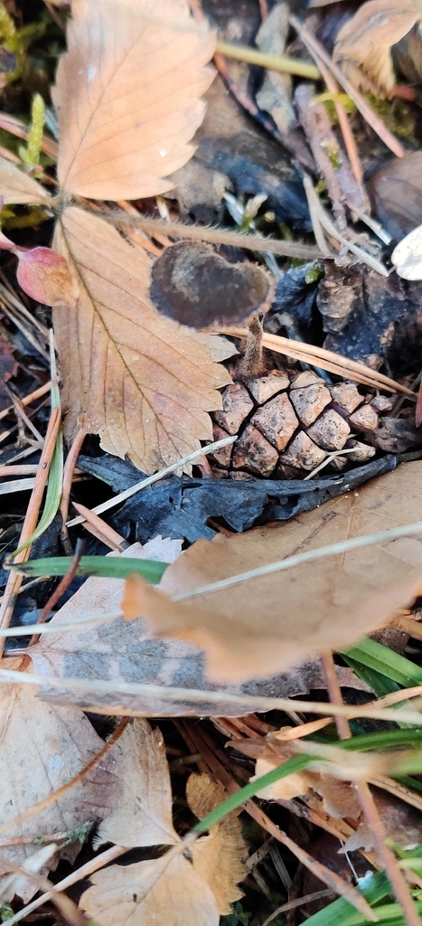 Auriscalpium vulgare · March 2026 · photo: © jokerrr83 (iNaturalist, cc-by)