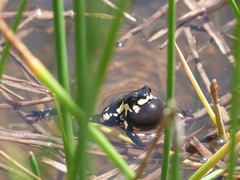 Melanophryniscus stelzneri