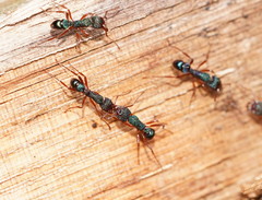 Rhytidoponera aspera