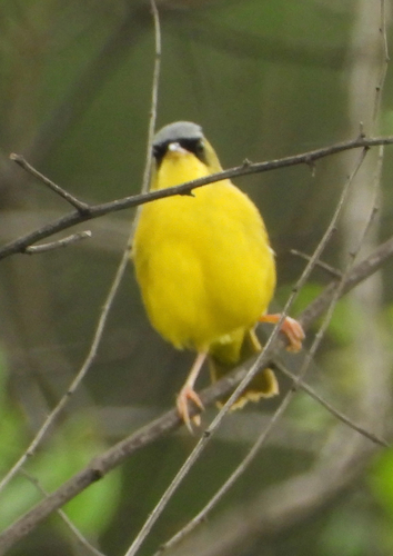 Black-lored Yellowthroat (Geothlypis auricularis), photo 2
