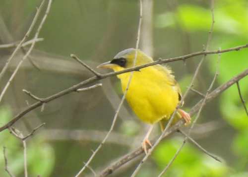 Black-lored Yellowthroat (Geothlypis auricularis)