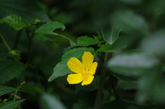 Pavonia sepium
