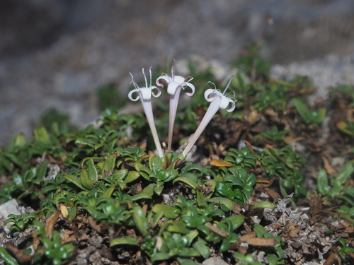 Plocama calabrica