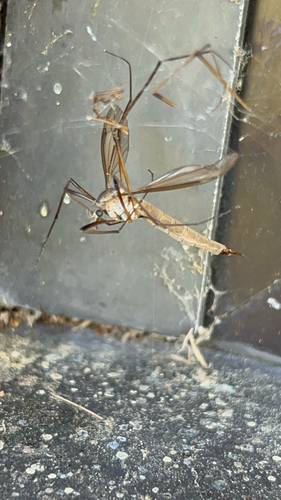 Unknown species found near Fort Vancouver Way, Vancouver, WA, US