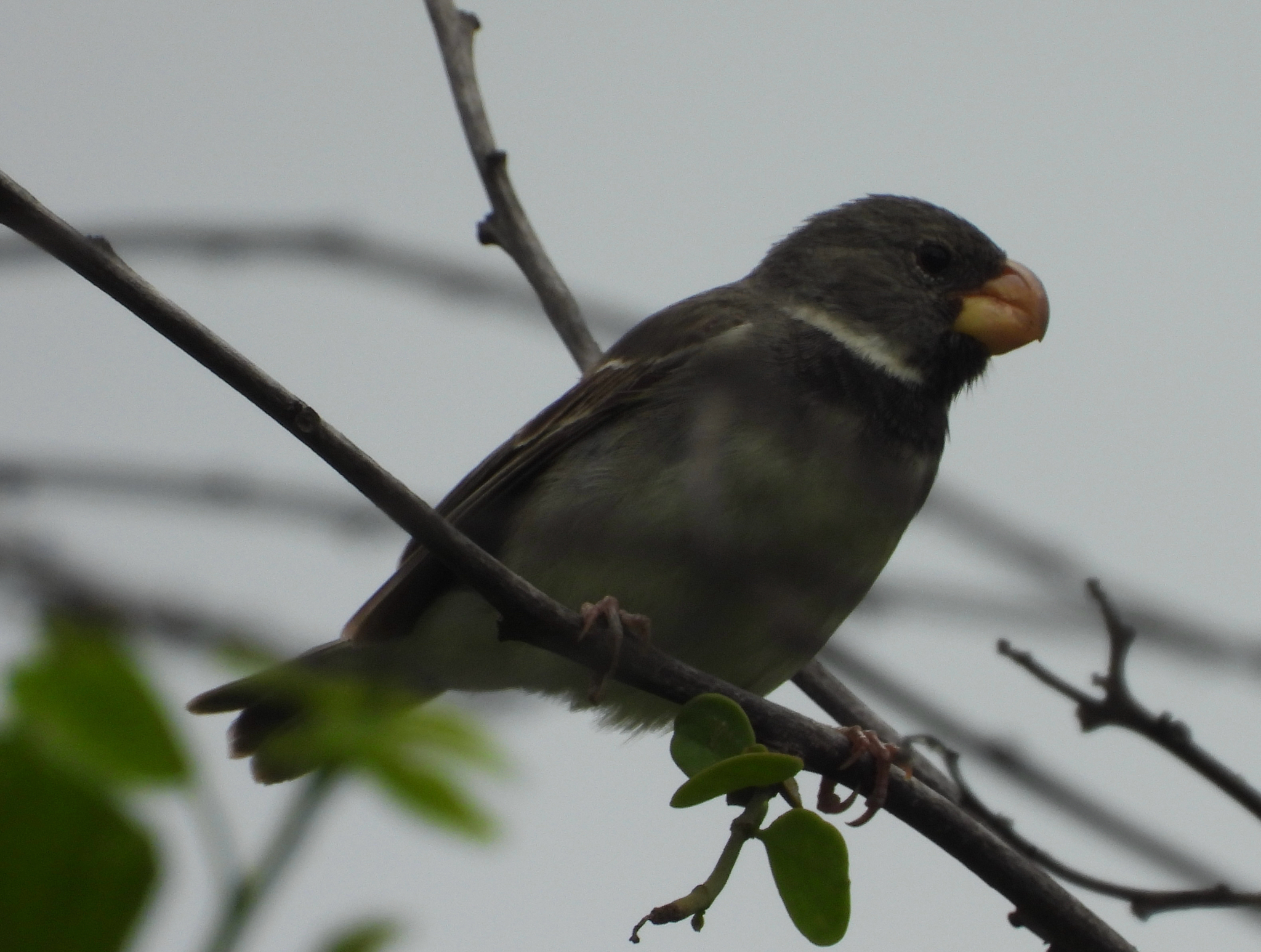 Parrot-billed Seedeater (Sporophila peruviana), photo 7