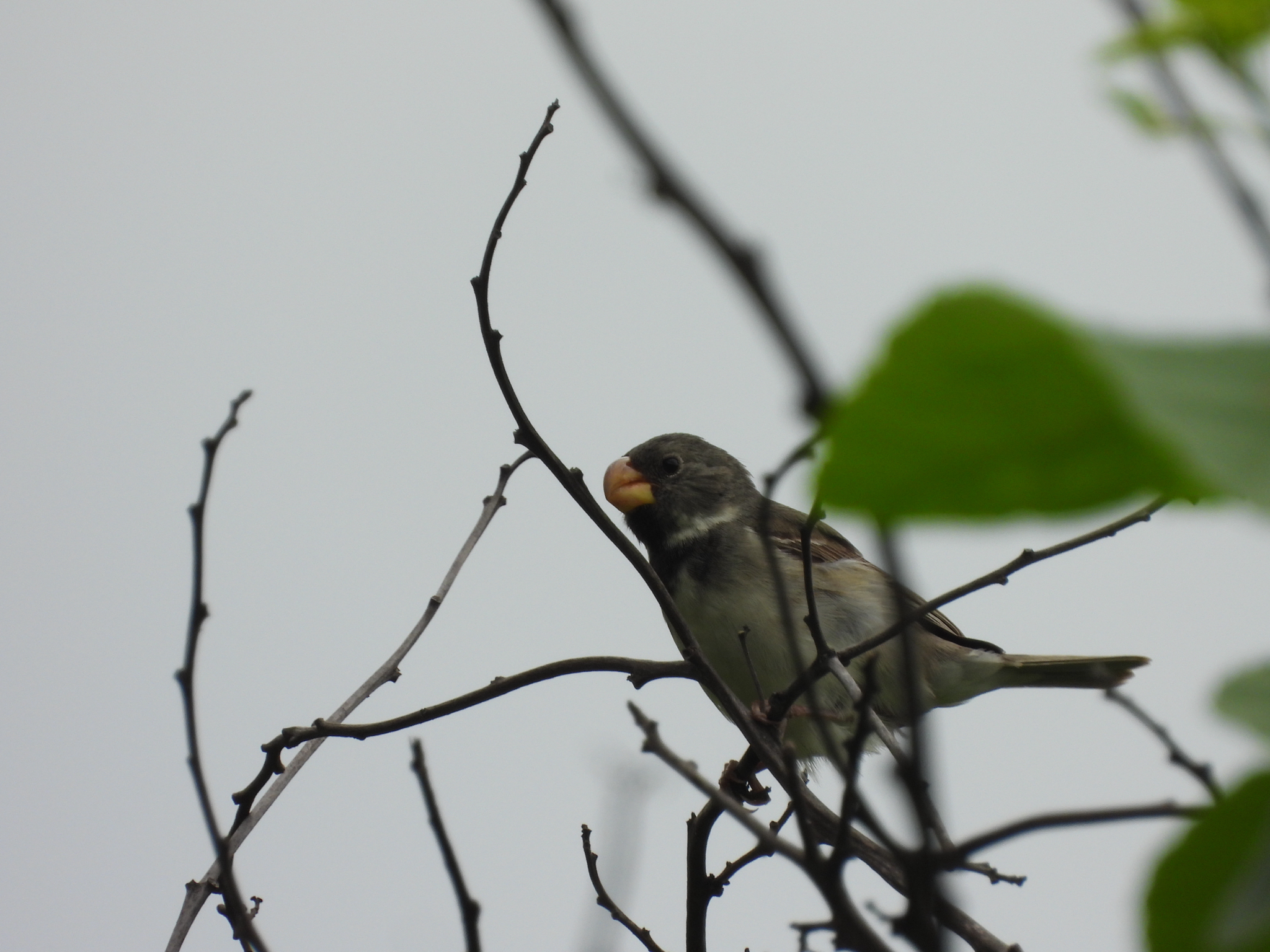 Parrot-billed Seedeater (Sporophila peruviana), photo 9