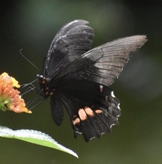 Heraclides anchisiades