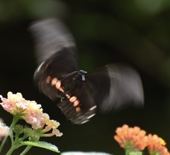 Heraclides anchisiades