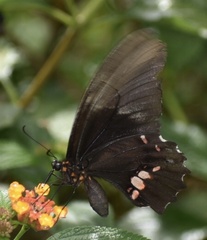 Heraclides anchisiades