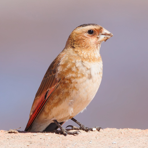 Crimson-winged Finch (Rhodopechys sanguineus), photo 8