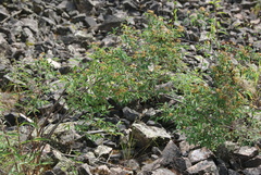 Spiraea flexuosa